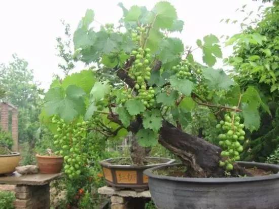 教你阳台上怎么种植葡萄树