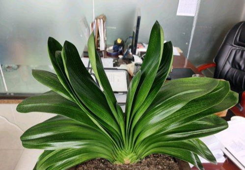 养君子兰,僵苗不开花 3个窍门,一次性解决,春节准时开花