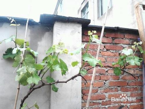 葡萄树怎么修剪