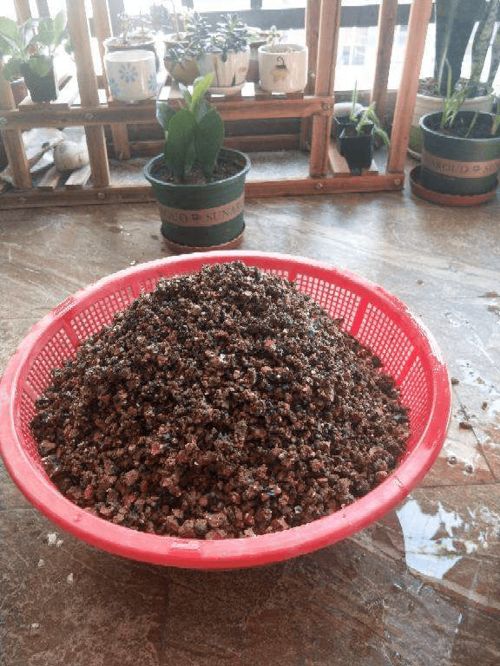 路边的煤渣子,可是养花好宝贝,省一大笔买土钱