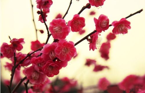 秉性是什么意思 梅花的秉性指什么 