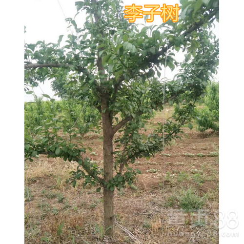 【8公分李子树5公分李子树产地,大同供应10公分李子树价格】- 黄页88网