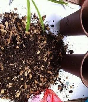 花生壳一锤砸碎了 养兰花 君子兰效果棒,透气透水 省钱不烂根
