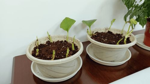 4种花太能 生小崽 ,养1盆等于养10盆,性价比超高