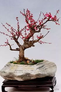 盆景 无声的诗 立体的画