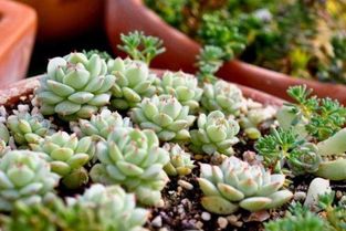营养土能养红太阳多肉吗_营养土可以养多肉植物