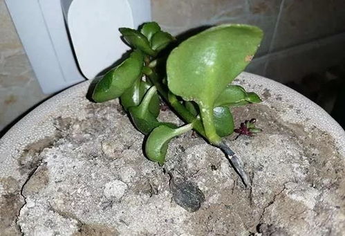 长寿花烂根的解决办法-长寿花烂根的解决办法是