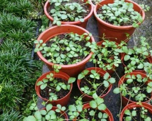 一种野果子,全国分布,挖回家当盆栽养,赏花又观果