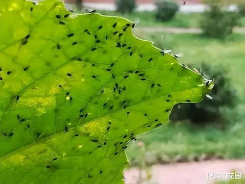 养花有小黑飞 6个小妙招,轻松根除小飞虫,花草干净心里美
