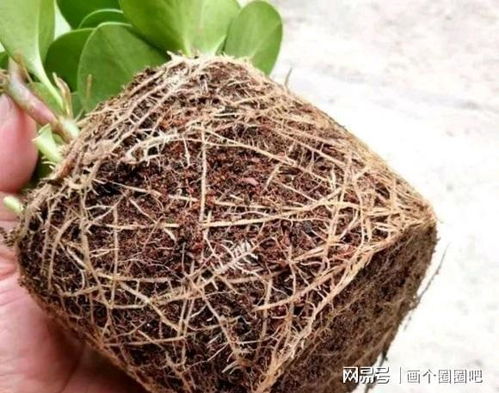 泥炭土是不可再生资源,节约使用,不要浪费,更换的花土还可以用