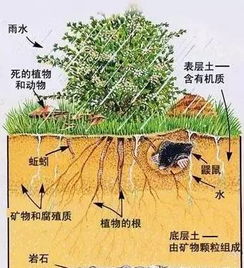 如何提高土壤中的有机质含量_提高土壤有机质含