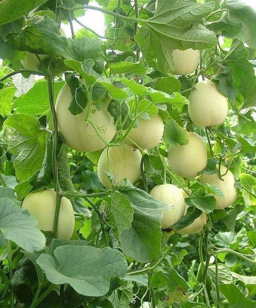 菜长的好不好关键在于根长的好不好