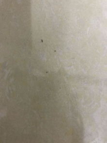 家里很多这种虫子,密密麻麻的