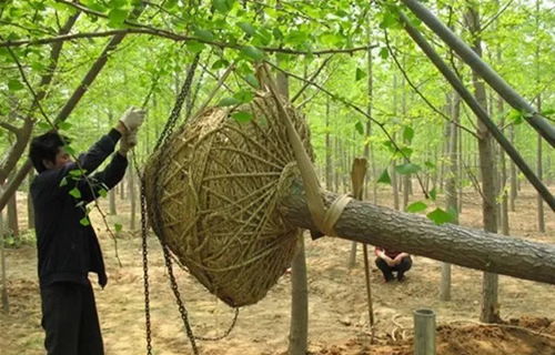十大树木移植常见问题 附解决方法