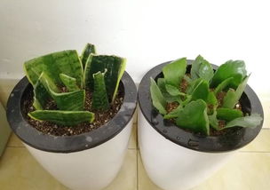这 3种花 ,摘一片叶插土里,1个月生根,3个月长满盆,不用买