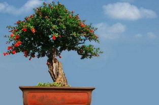 石榴花秋天怎么养,追施氮肥修剪整枝