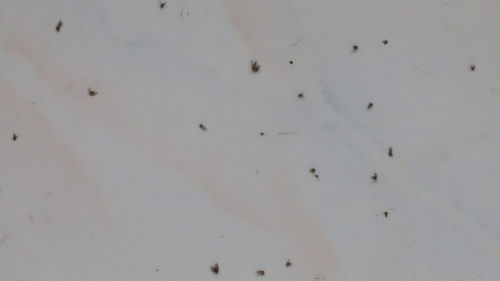 家里到处都是小飞虫,比蚊子还讨厌,教你一招,几分钟就能全消灭