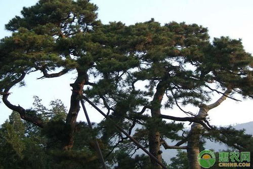松树种子什么品种好 育苗方法有哪些