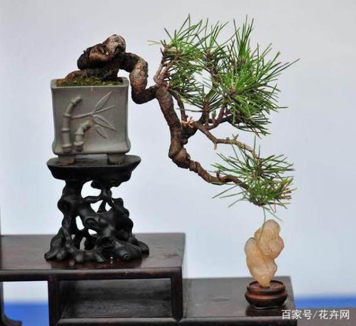 小盆景有哪些优点,如何养护