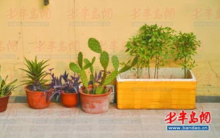 泡沫箱种菜致癌 不可信