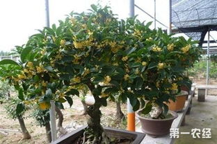 桂花盆景养殖 桂花树盆景怎么管理