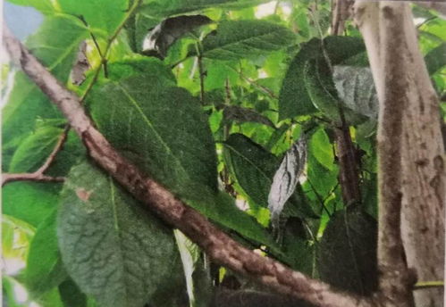 杜仲常见病虫害防治技术和树木移植如何养护管理提高成活率大树移栽保活技术