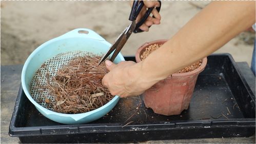 教你用最简单材料来制作营养土,不管种什么花都非常旺盛 