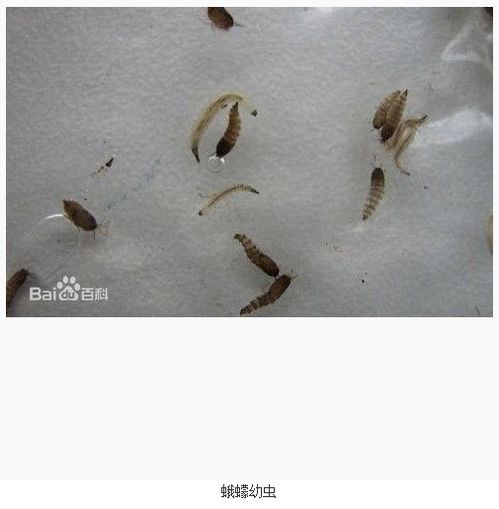家里小白虫很小很小是什么东西,家里小白虫很小