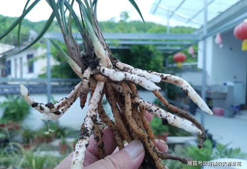 多菌灵浇根,可以防止和治疗兰花烂根吗 兰友常常这样做