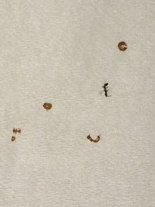 求鉴定 类虱子近看像蚂蚁一样的非常微小昆虫