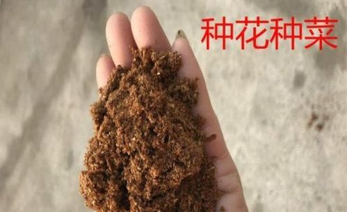 锯末也能做花土 别瞎搞,先避免这三个坑,再说有没有好的用处