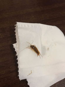 在北京住一楼, 屋子潮湿,见黄色小虫子,怎么治