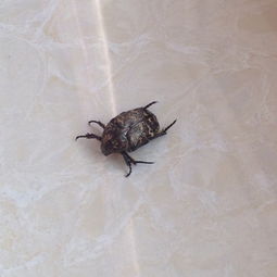 请问这是什么虫 怎么杀花土里生的,还能飞,土里也能翻出白色的幼虫 附图