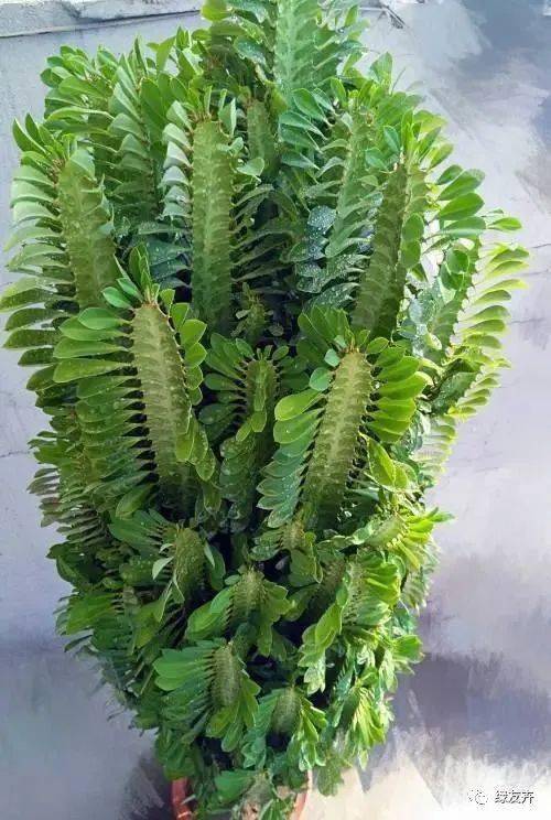 郁郁葱葱吸甲醛,一刀下去窜3米