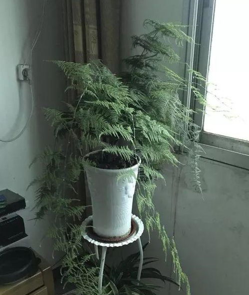 3种花病菌 不喜欢 ,家里养1盆,一家老小更健康