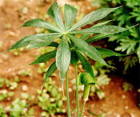请问一下这个是什么植物