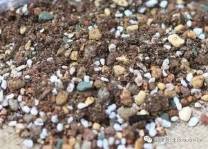 多肉颗粒土颗粒越大透气性越好 你真的错了