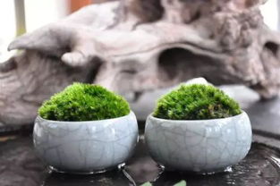 花盆苔藓种植和养护技巧