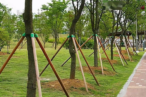 大树反季节移栽的6大养护措施