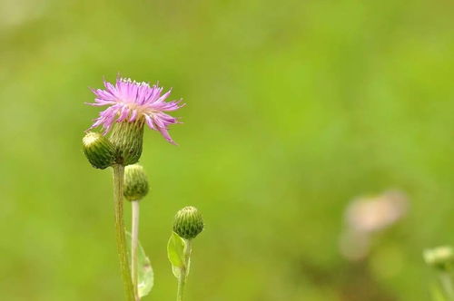 这个季节,来栾川看花准没错