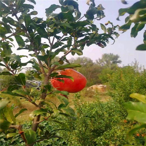 佳木斯黑石榴苗种植技术