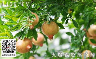 石榴树施肥时间和方法