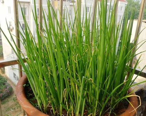阳台的花盆里,养上此3种菜,30天采摘一次,省下不少钱
