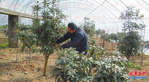 桂花树的剪枝技巧和时间;桂花树修剪