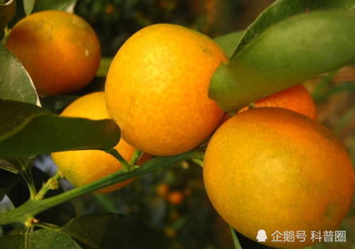 女生 口臭 很严重 这3种明星 拍吻戏 吃的零食,值得尝试