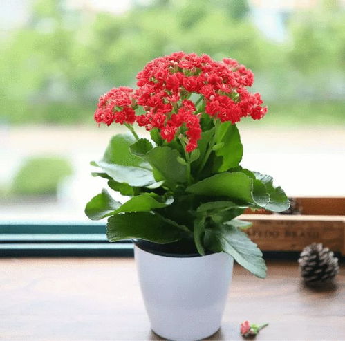 这5种花,要宁干勿湿,浇水浇多了坏事,这可是一种技术活