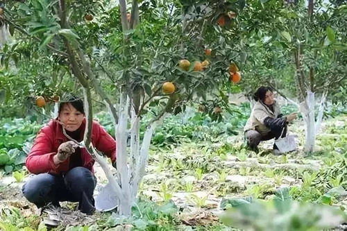 冬季橘园管理意见