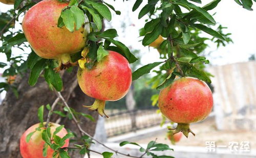 石榴树修剪时间和方法视频;石榴树怎样修剪,石榴