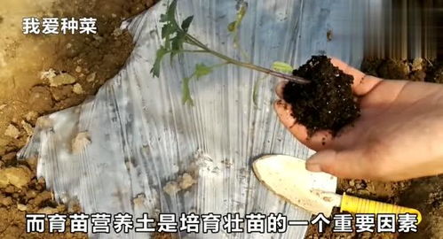 简单实用的两种育苗营养土方法,家庭种菜快来了解一下