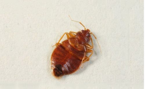 尘虱对人体会有伤害吗